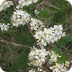 blackthorn herb