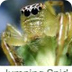 Australian Spider Aust m