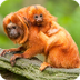 Tamarin Monkey Webcam