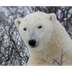 Basic Facts About Polar Bears
