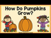 How Do Pumpkins Grow? (Pumpkin