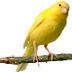 Canary Birds 1