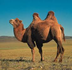 Fun Camel Facts for KidsEasy S