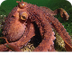 Octopus steals crab from fishe