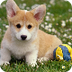 Dog History