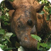 Sumatran Rhinoceros 