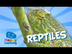 Reptiles | Educational Video for Kids - YouTube