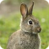 Case Study: Bunny Battle
