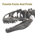 Everything Fossils...Fossil In