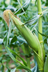 Sweet Corn | Smarty Plants 