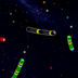 Slither Snakes Unblocked