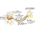Introducing the Neuron