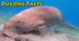 Dugong Facts, Information, Pic