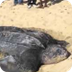 Leatherback Turtle Lays Eggs o