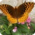 Fritillary
