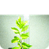 Your First Hydroponic Plant (B