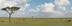 Science for Kids: Savanna