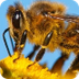 SafeShare.tv - Why All The Bee