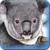 Koalas -