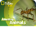 Army Ant 🐜 | AMAZING ANIMALS 