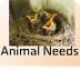 Animal needs. (teach) pptx