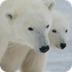 Global Warming | Polar Bears