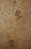 Fossil Facts