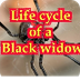 Black Widow