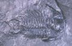 Dry Dredgers Fossil ID Photo I