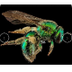 Abeilles