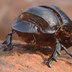 Dung Beetle | The Animal Facts