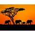 Afrikaanse safari trip