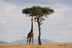 Giraffe, fascinating facts and