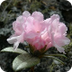  Rhododendron adamsii