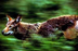 Wolves Of The World - Red Wolf