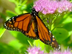 Migrating Monarchs Video