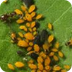 Aphids - BioKIDS
