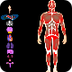 anatomia del cuerpo