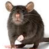 Pest Control Coventry | The Co