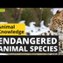Endangered Animal Species - An