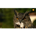 Schooltv: Nieuws uit de natuur