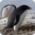 Robber Penguin