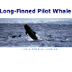 Pilot Whale