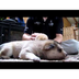 Puppy Kindergarten1 - YouTube