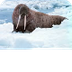 Fun Walrus Facts for Kids