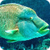 Humphead Wrasse/Napoleon fish