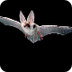 Bat | San Diego Zoo Animals