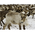 Facts About Reindeer
