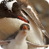 Gentoo Penguins Info
