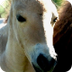 Endangered Horse Birth Breakth